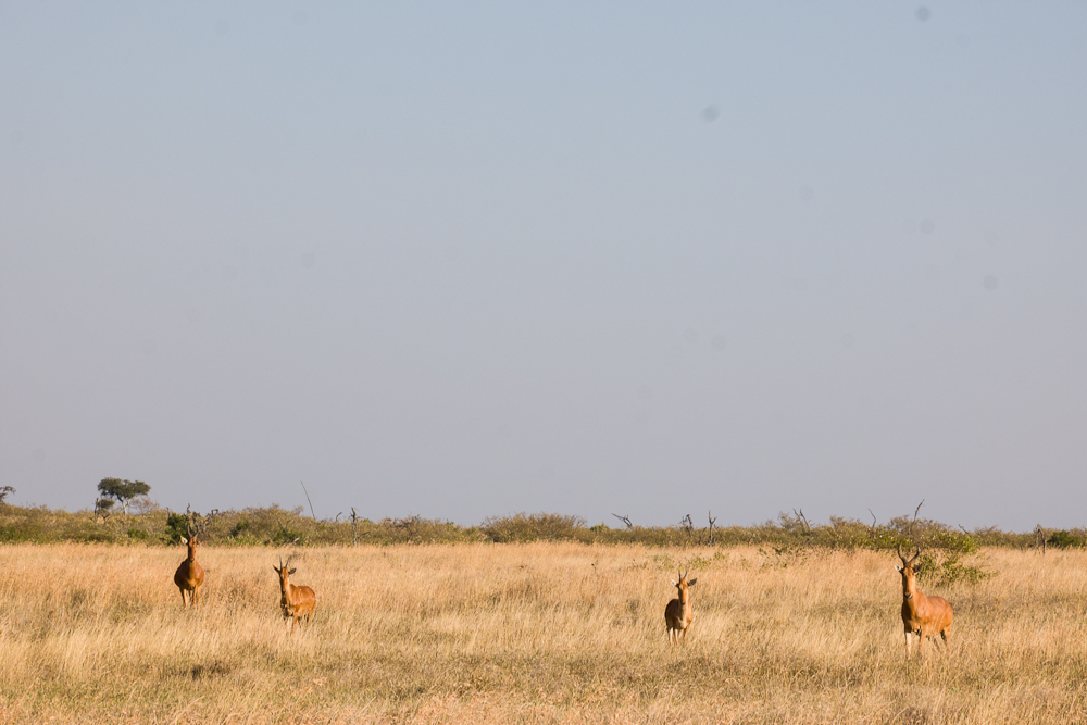 laikipia